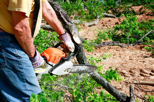 Why Choose Our Tree Removal Services in King, NC?